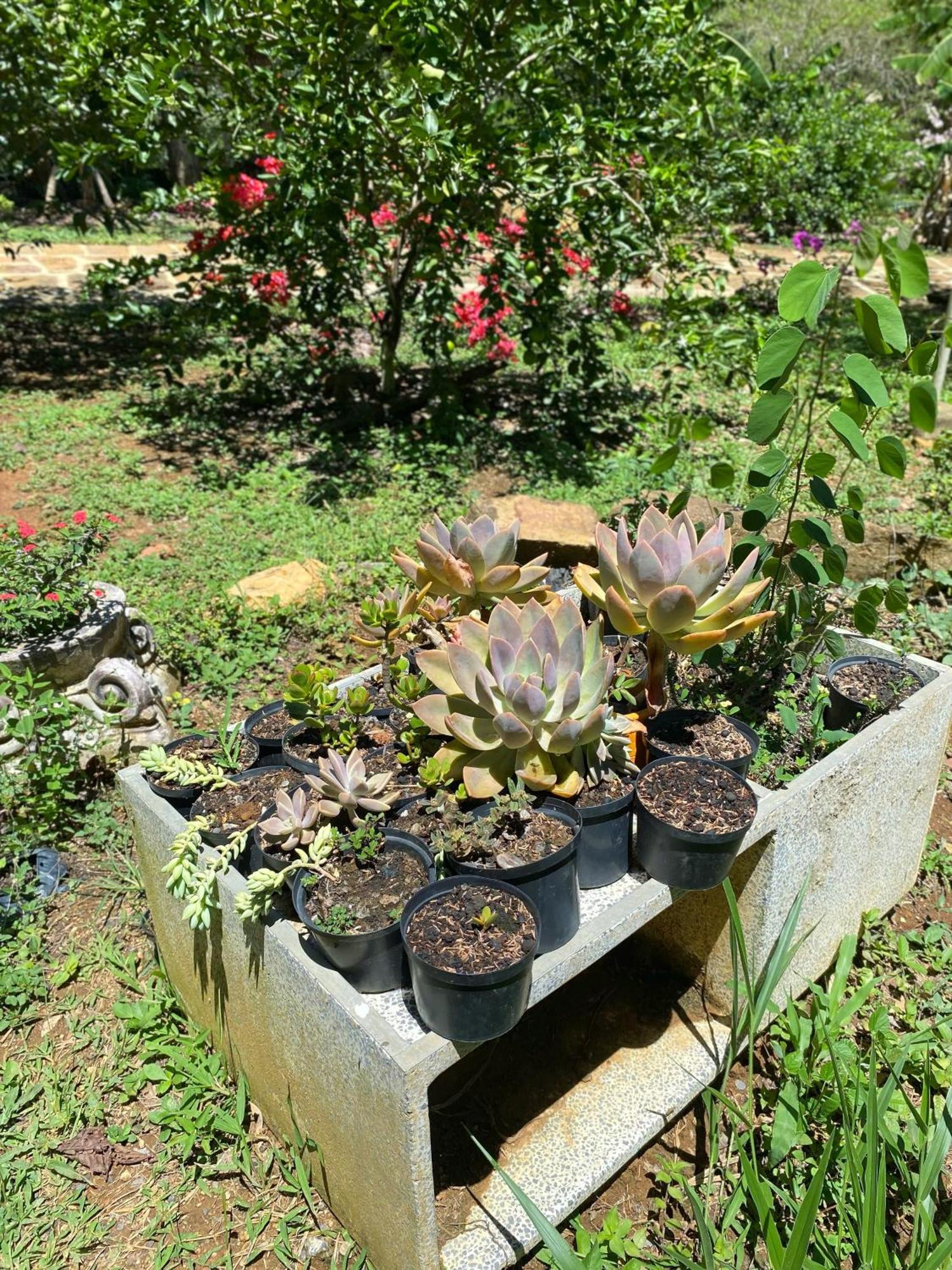 Hostal Villa San Rafael Barichara Kültér fotó